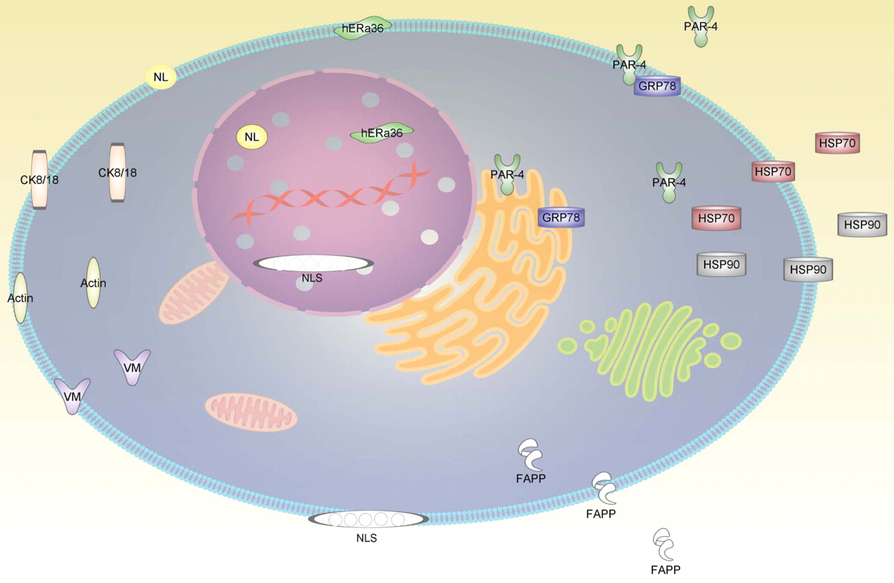 Unveiling the EPO Protein: Therapeutic Marvels and Ethical Dilemmas